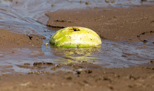 watermelon in the sand on the lake