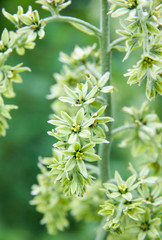 Closeup of Veratrum viride Flowers