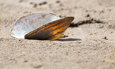 Fototapeta na wymiar shell in the sand on the lake