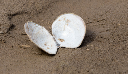 Fototapeta na wymiar shell in the sand on the lake
