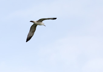 seagull in flight in the sky