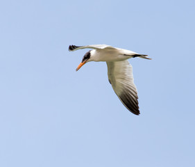Fototapeta na wymiar seagull in flight in the sky