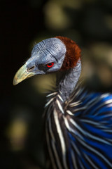 Portrait of the Vulturine Guineafowl (Acryllium vulturinum) on t