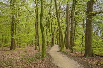 beech forest in spring