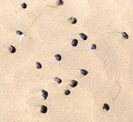 Fototapeta na wymiar sheep's droppings in the sand