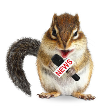 Fototapeta Funny animal squirrel with news microphone