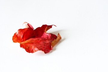 Single red autumn maple leaf isolated white background