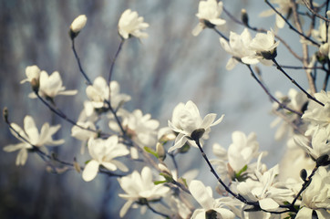 Magnolia flowers