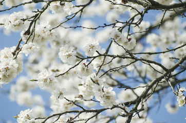 Apricot tree flower