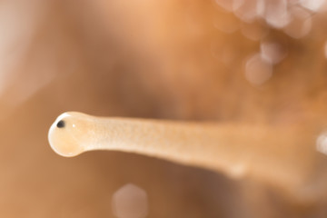 eye snails. super macro