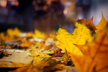 Autumn maple leaf in forest