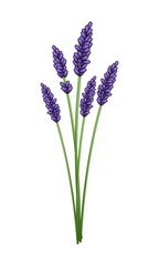 Bunch of Purple Lavender Flowers on White Background