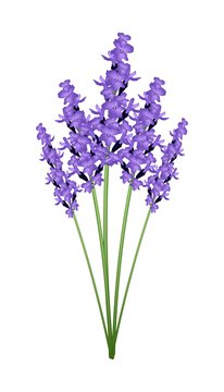 recommend clip art: Bunch of Purple Lavender Flowers on A White Background