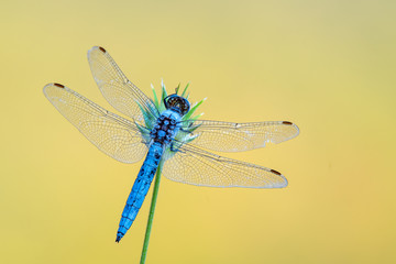 southern skimmer - Orthetrum brunneum