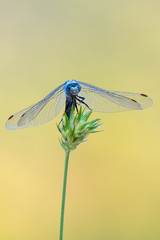southern skimmer - Orthetrum brunneum