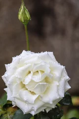 Fototapeten Witte roos © John Hofboer