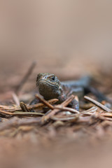 Viviparous lizard - Zootoca vivipara