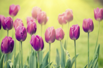 Violet tulip flowers