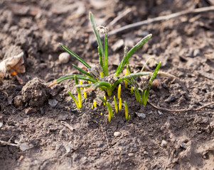 sprouting grass. macro