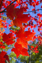 Sugar Maple Leaves in Autumn - Ontario, Canada