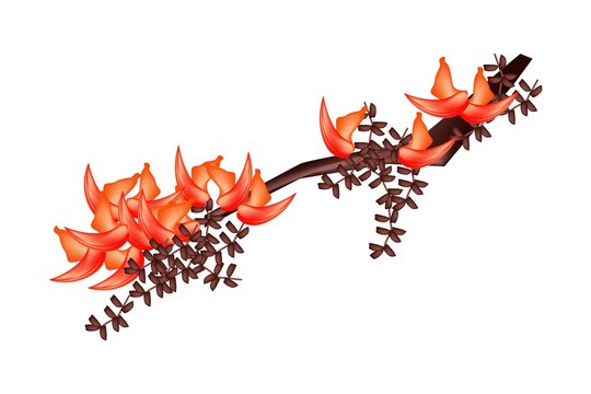 Bastard Teak Flowers or Butea Monosperma Flowers