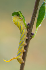 Death's-head Hawk moth - Acherontia atropos