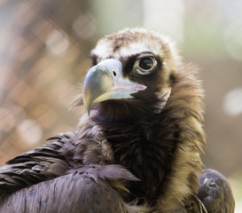 bird hawk nature