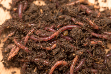 worm on wooden board