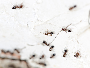 ants on a white wall