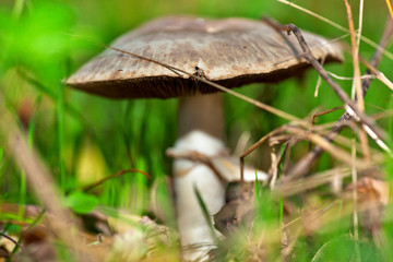 mushroom in the grass
