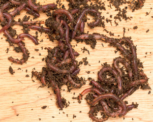 worm on wooden board