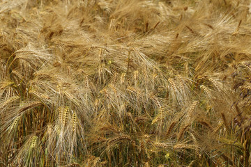 champs de céréales