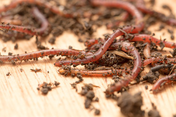 worm on wooden board
