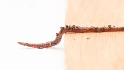 worm on wooden board