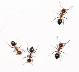 ants on a white wall