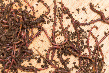 worm on wooden board