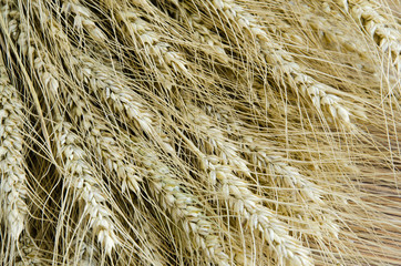 Spikelets