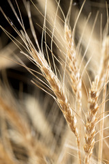 ears of wheat on a black background