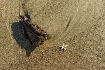 Tiny starfish and driftwood on the beach