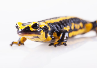 Fire salamander, salamandra salamandra