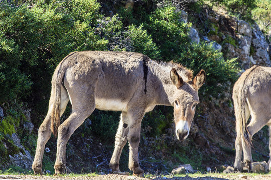 Sardini&euml;, ezel langs de weg in Urzulei, provincie Ogliastra
