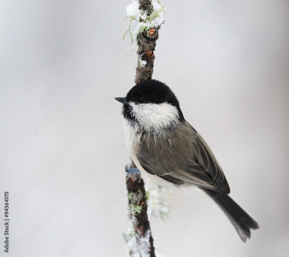 Poster lovely willow tit