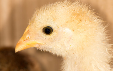 Portrait of a small chicken
