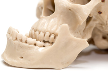 Fototapeta na wymiar human skull