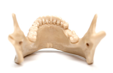 human jaw on a white background