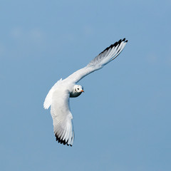 Seagull in flight
