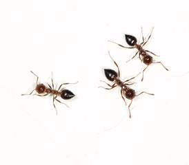ants on a white wall
