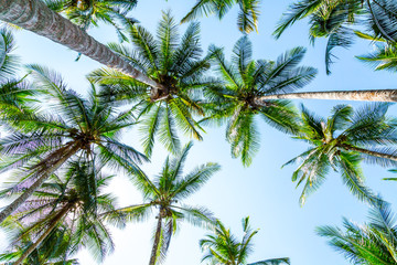 Fototapeta premium Palmen an einem Strand in Costa Rica von unten fotografiert