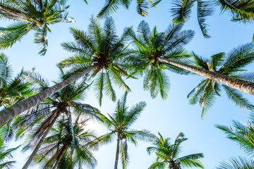 Fototapeta na wymiar Palmen an einem Strand in Costa Rica von unten fotografiert