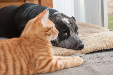 Mixed breed pitbull lying behind Tabby kitten.